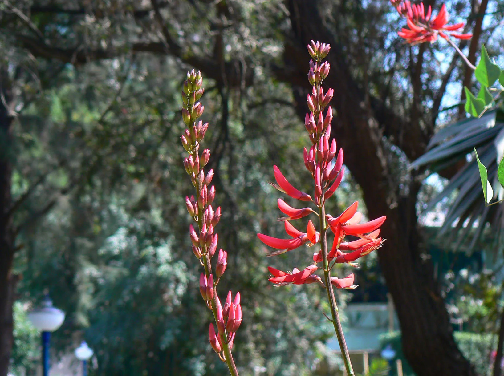 Best Sellers - Plants